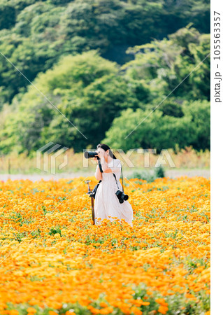 キセンカの花畑をカメラで撮影する女性 キセンカの花畑をカメラで撮影する女性 105563357