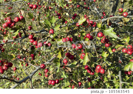 Woodland hawthorn red berries on branches Woodland hawthorn red berries on branches 105563545