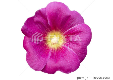 Alcea hollyhock one pink flower isolated on white. 105563568
