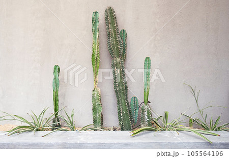 Giant cacti against concrete gray wall. 105564196