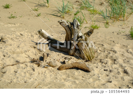 Baltic sea beach in summer in Latvia. An old tree lying in the sea sand has been washed away by the sea. Baltic sea beach in summer in Latvia. An old tree lying in the sea sand has been washed away by the sea. 105564493