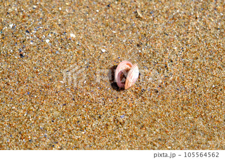A beautiful pink shell. in the sand of the Baltic Sea in Latvia. 105564562