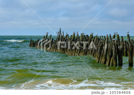 Seabirds sitting on an old wooden jetty Baltic Sea Latvia 105564608
