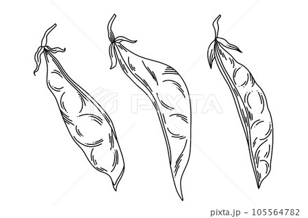 Set of closed bean pods in line art on a white background, hand drawn, elements for packaging 105564782
