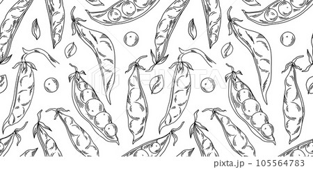 Bean pea pattern in line art style on a white background, with whole pods and individual peas 105564783