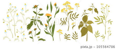 Big set of vector herbs and flowers and their elements. Meadow, wild medicinal herbs 105564786