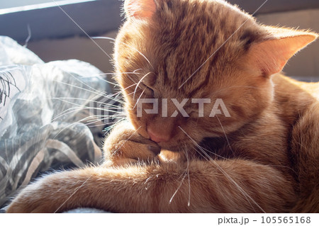 Ginger cat washes its paw in sunlight 105565168