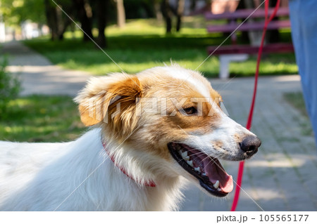 Red shaggy dog smiling in the park 105565177