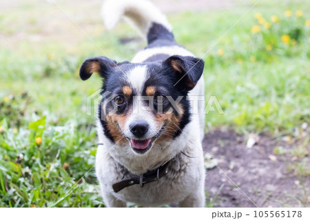Small white pulling dog in the yard 105565178