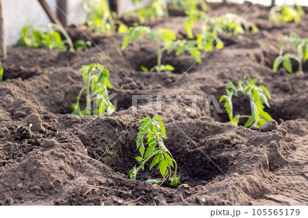 Tomato sprouts in the greenhouse close up 105565179