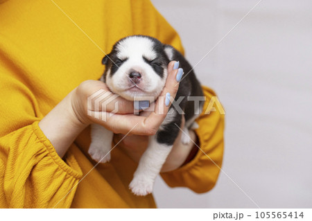 Puppy dog sleeps on female hands. Womans hands are holding newborn husky puppy Puppy dog sleeps on female hands. Womans hands are holding newborn husky puppy 105565414