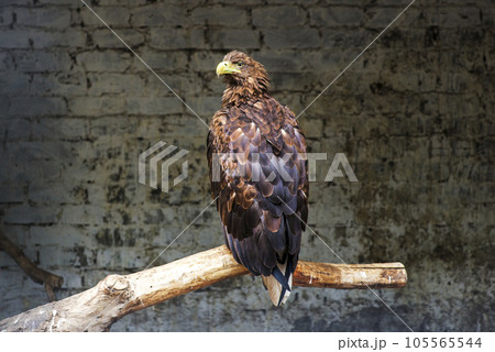 Photo of an eagle perched on a tree branch inside a big bird cage. Photo of an eagle perched on a tree branch inside a big bird cage. 105565544