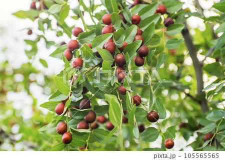 Ripe unabi on a tree branch in the garden. Ripe unabi on a tree branch in the garden. 105565565