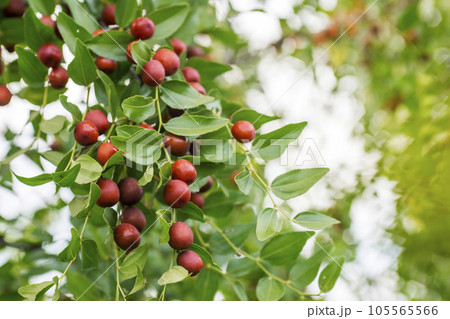 Ripe unabi on a tree branch in the garden. Ripe unabi on a tree branch in the garden. 105565566
