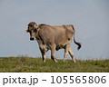 Cow in a meadow, side view 105565806