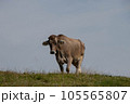 Cow in a meadow, side view 105565807