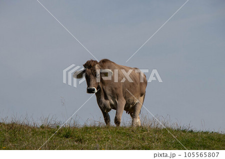 Cow in a meadow, side view 105565807