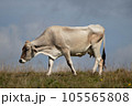 Cow in a meadow, side view 105565808