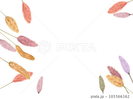 Multicolored spikelets of lagurus spread out on white background. Fluffy dried plants. Bunny Tail. Watercolor illustration for wedding design, label, postcard, greeting 105566162