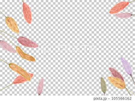 Multicolored spikelets of lagurus spread out on white background. Fluffy dried plants. Bunny Tail. Watercolor illustration for wedding design, label, postcard, greeting 105566162