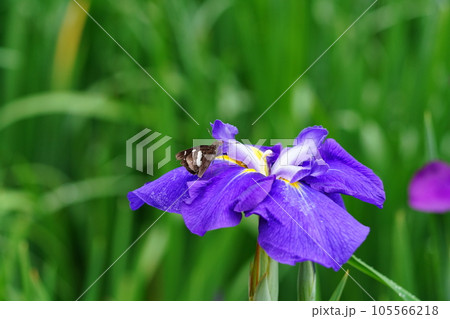 雨に濡れた花菖蒲 雨に濡れた花菖蒲 105566218
