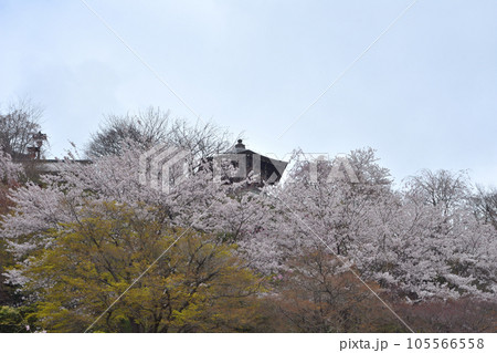 善峯寺の桜 善峯寺の桜 105566558