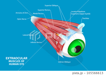 3D Isometric Flat Vector Conceptual Illustration of Extraocular Muscles Of Human Eye 105566613