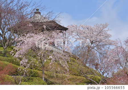 善峯寺の桜 105566655