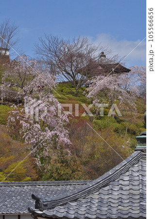 善峯寺の桜 105566656