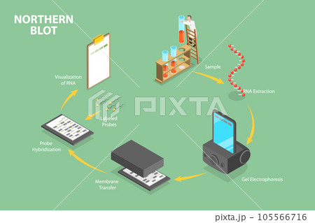 3D Isometric Flat Vector Conceptual Illustration of Northern Blot 3D Isometric Flat Vector Conceptual Illustration of Northern Blot 105566716