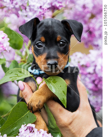 Close-up portrait of a black and tan miniature pinscher puppy in lilac colors.  105566750