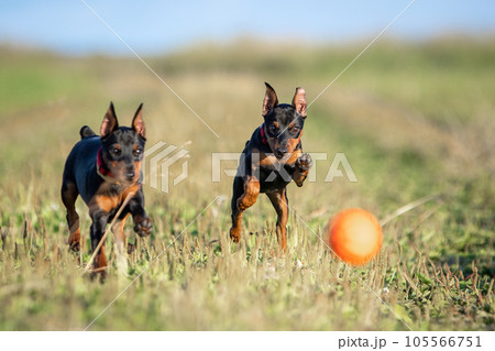 Two puppies of a black-brown miniature pinscher with cropped ears run after an orange ball on a green lawn in summer 105566751