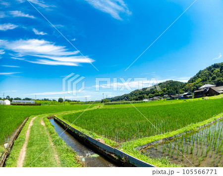 対角魚眼レンズで撮った田植え後の水田の美しい景色 東京・多摩八王子の原風景 対角魚眼レンズで撮った田植え後の水田の美しい景色 東京・多摩八王子の原風景 105566771