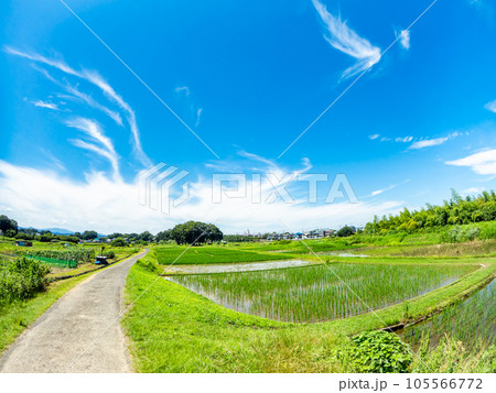 対角魚眼レンズで撮った田植え後の水田の美しい景色 東京・多摩八王子の原風景 対角魚眼レンズで撮った田植え後の水田の美しい景色 東京・多摩八王子の原風景 105566772