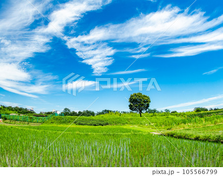 対角魚眼レンズで撮った田植え後の水田と青空の高月ツリーの美しい景色　東京・多摩八王子の原風景 105566799