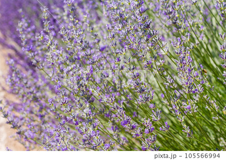 Lavender in full bloom on lavender farm. 105566994