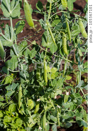 Community gardening in urban community. 105567101