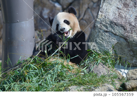 おいしそうに竹を食べる梅浜 105567359