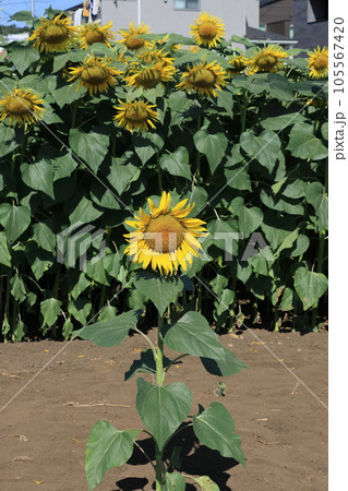 大輪のヒマワリ　ヒマワリ畑　夏イメージ 105567420