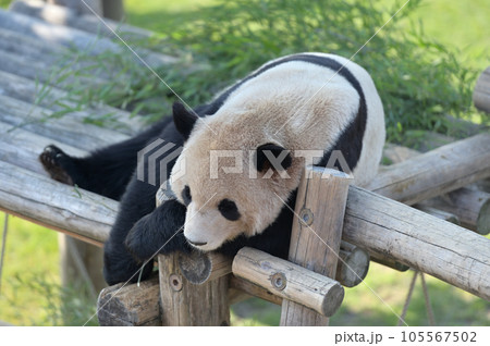 遊具の上でくつろぐ永浜 105567502