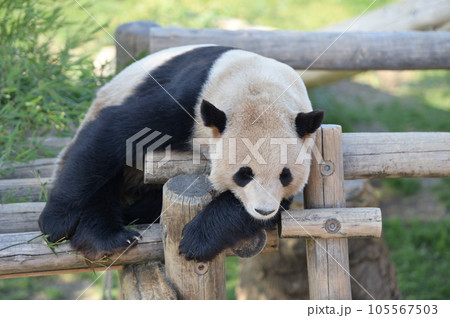 遊具の上でくつろぐ永浜 105567503