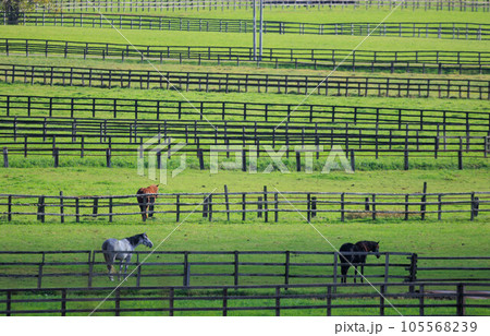 新日高町の馬「秋の北海道」 105568239