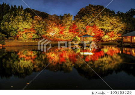三原三景園 紅葉のライトアップと池への映り込み 三原三景園 紅葉のライトアップと池への映り込み 105568329