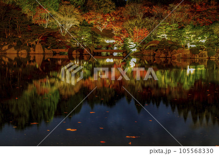 三原三景園 紅葉のライトアップと池への映り込みと錦鯉 三原三景園 紅葉のライトアップと池への映り込みと錦鯉 105568330