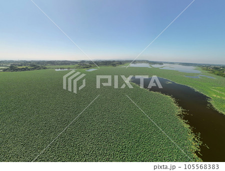 長沼の満開の蓮 空撮 長沼の満開の蓮 空撮 105568383