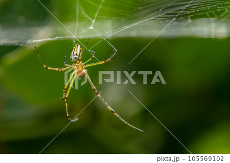 チュウガタシロカネグモ 105569102