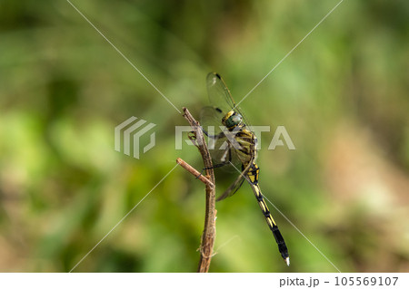 ムギワラトンボ 105569107