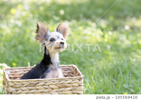 カゴに入ったヨークシャテリアのぽん太 105569410