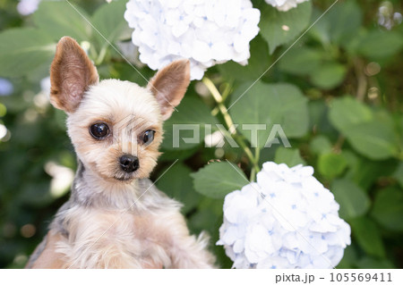 紫陽花とヨークシャテリア 105569411