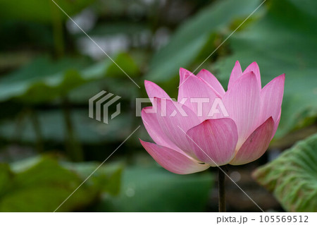 花 フラワー お花 105569512